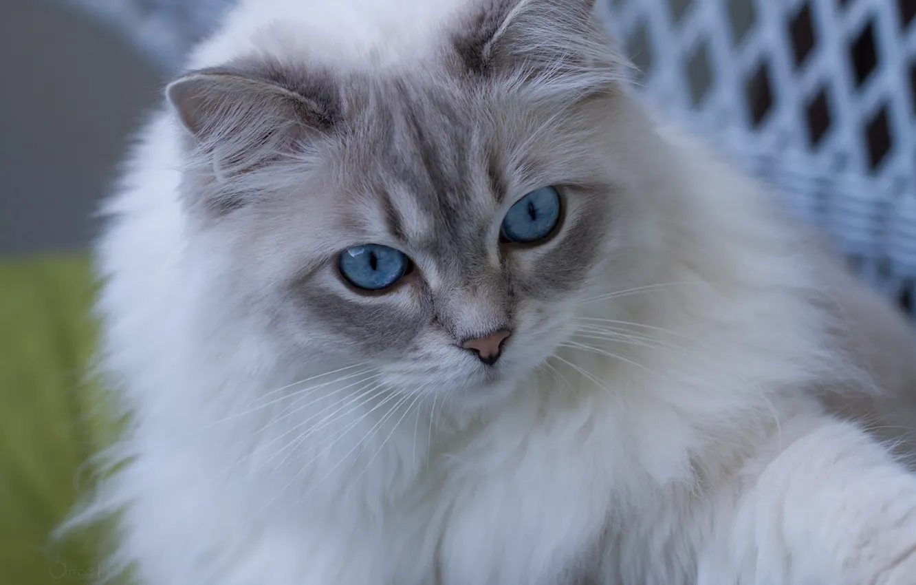 Фото обои кошка, взгляд, мордочка, голубые глаза, пушистая, Рэгдолл