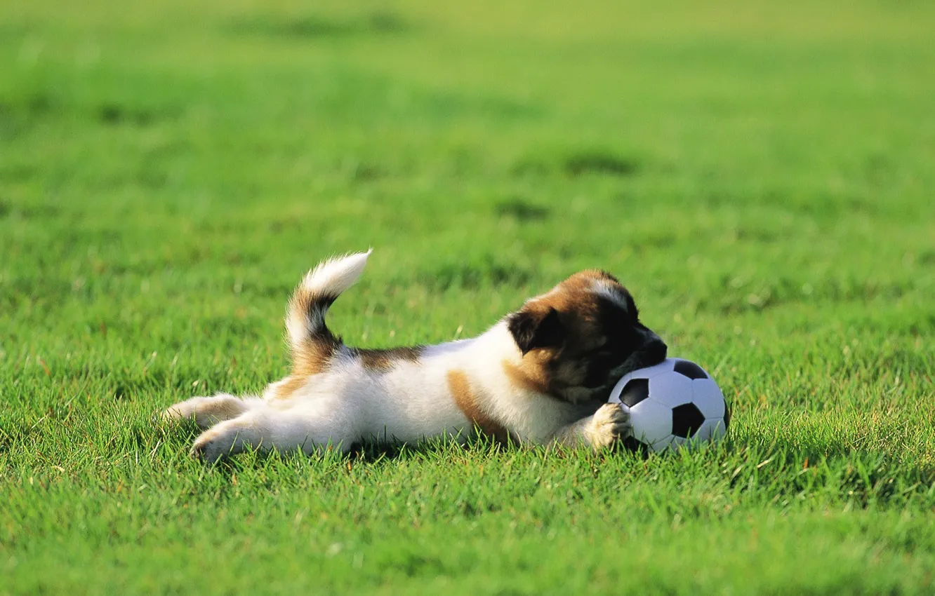 Фото обои трава, газон, собака, щенок, мячик, играет