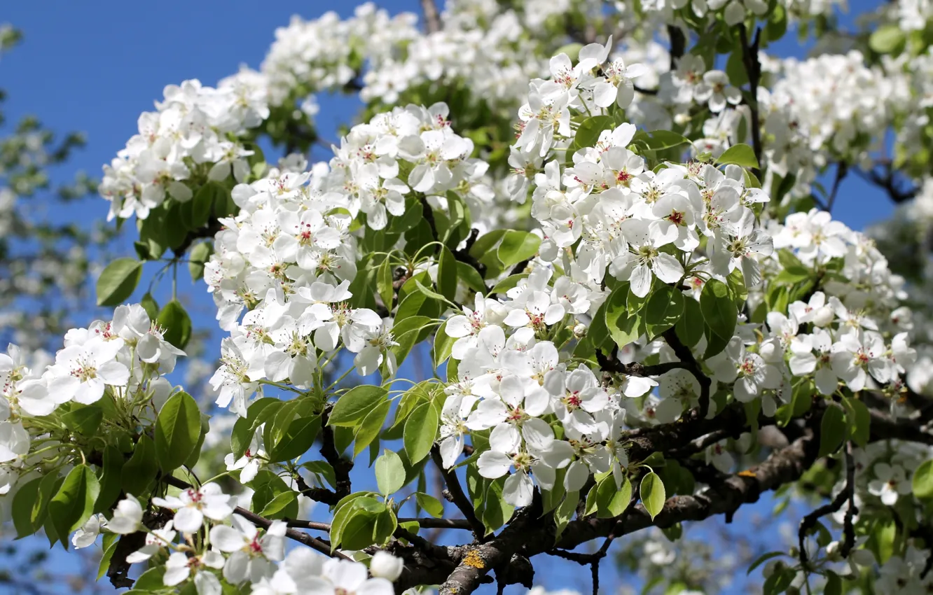 Фото обои деревья, ветки, весна, цветение, груши