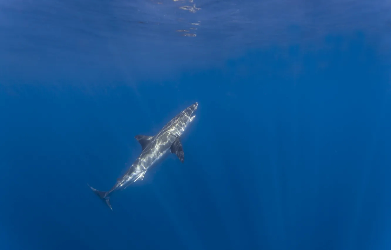 Фото обои свет, отражение, акула, подводный, белая акула