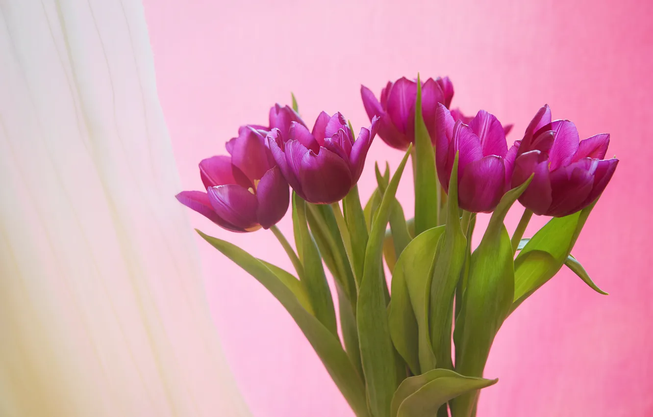 Фото обои фон, букет, тюльпаны, Алексей Назаров