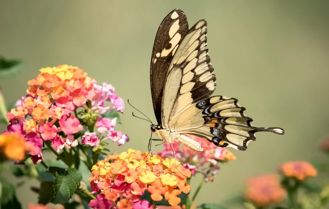 Фото обои бабочка, крылья, махаон