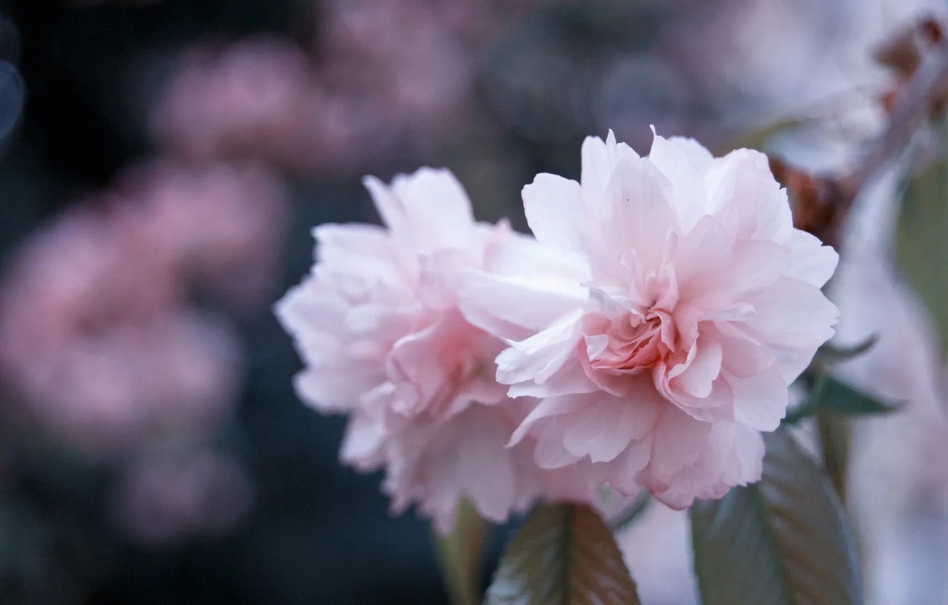 Фото обои макро, цветы, природа, ветка, весна, лепестки, размытость, сакура