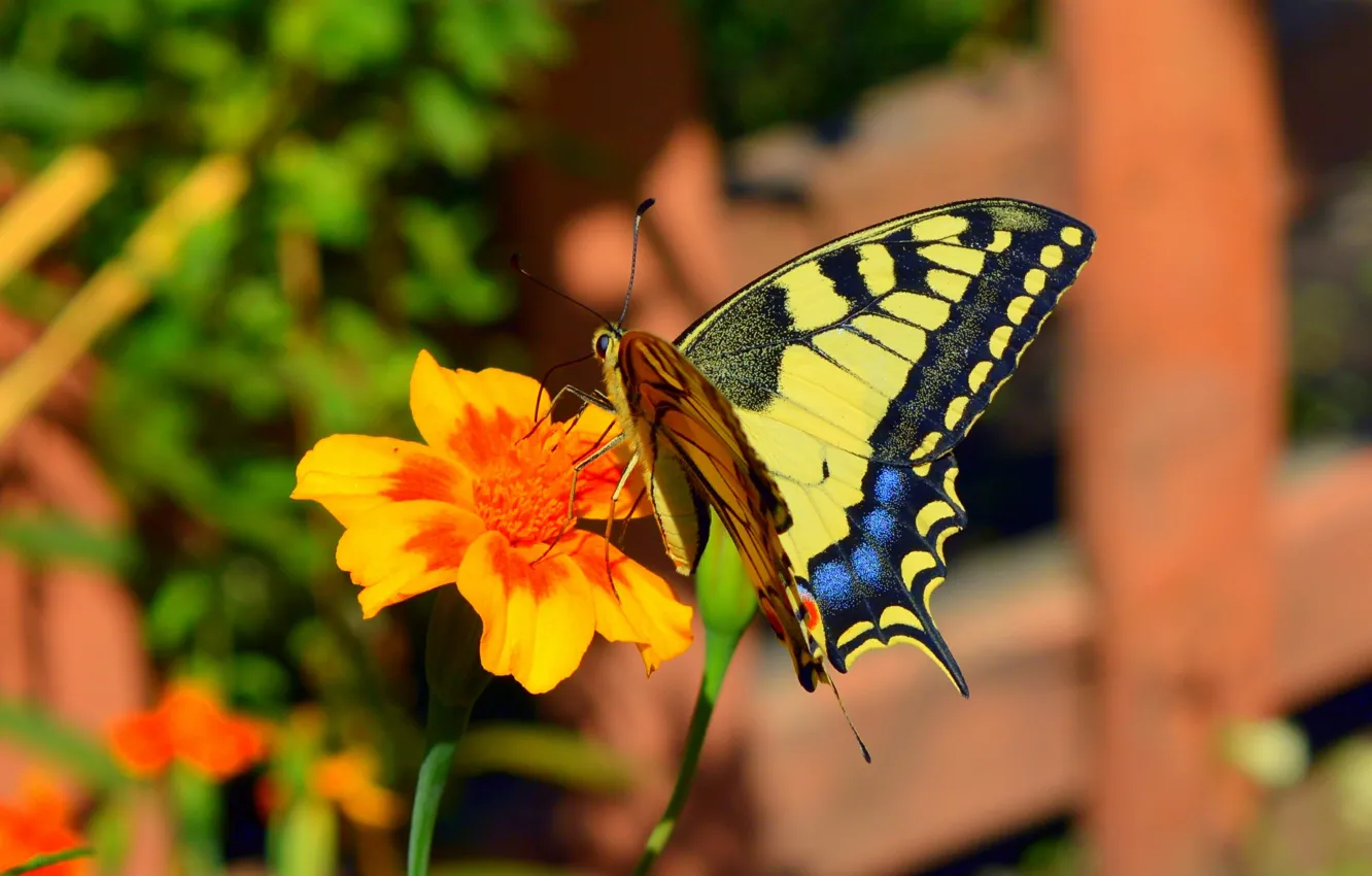 Фото обои Макро, Бабочка, Цветок, Flower, Боке, Macro, Butterfly