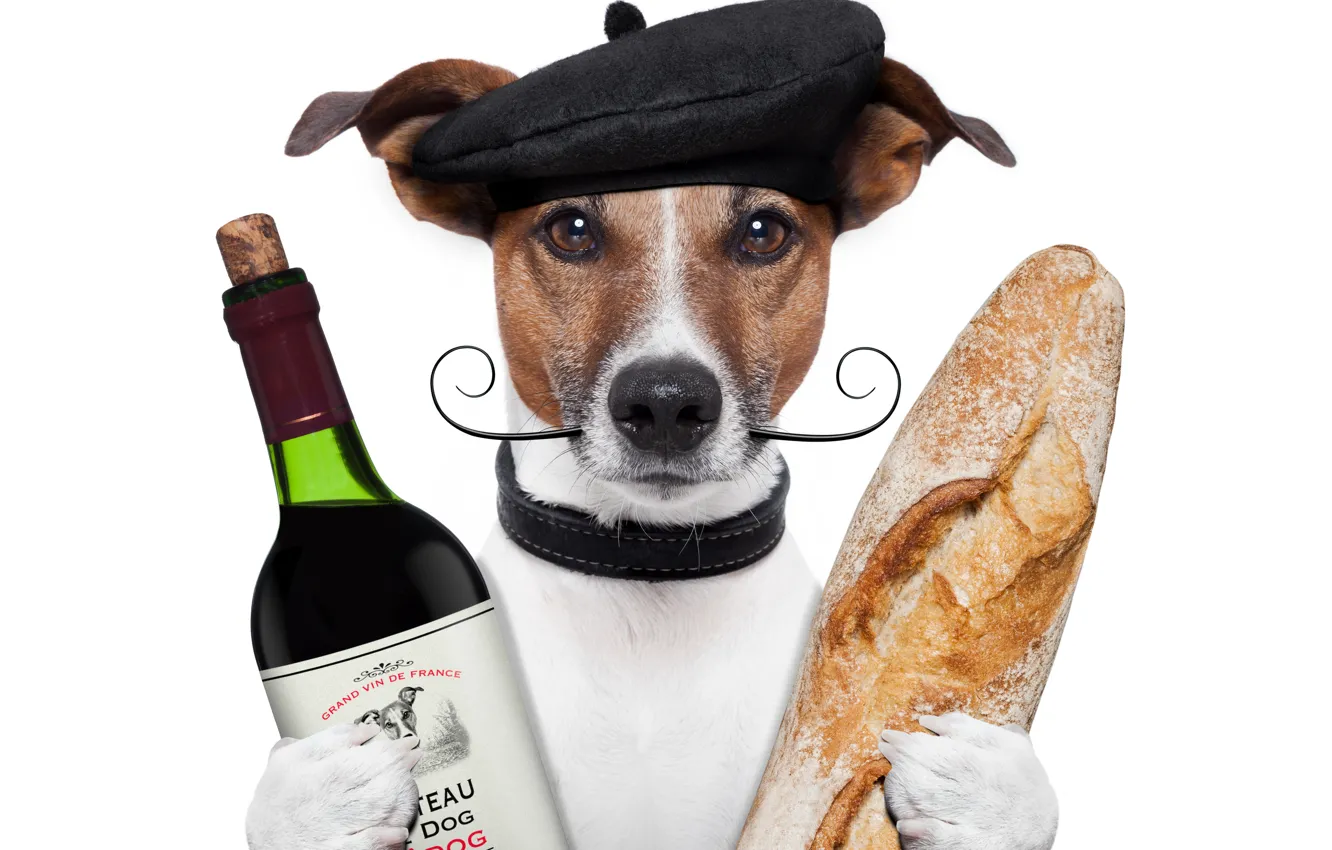 Фото обои усы, вино, бутылка, собака, юмор, лапы, хлеб, белый фон