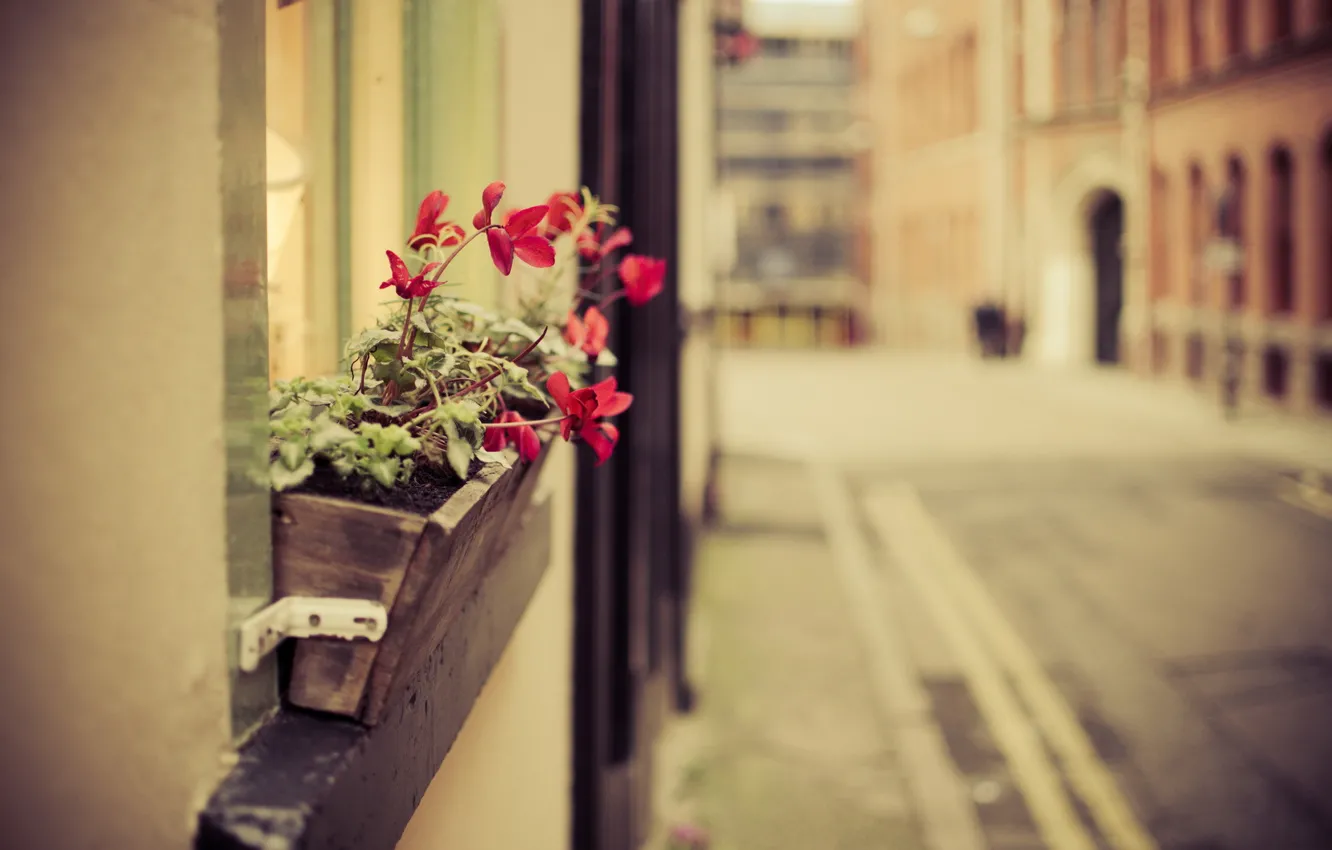 Фото обои цветы, город, улица