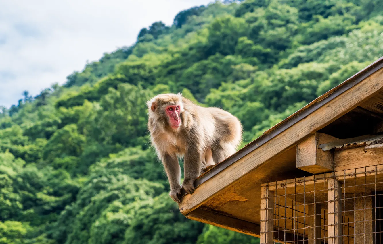 Фото обои Обезьяна, Япония, Japan, Kyoto, Киото, Japanese macaque, Японская макака, Iwatayama Monkey Park