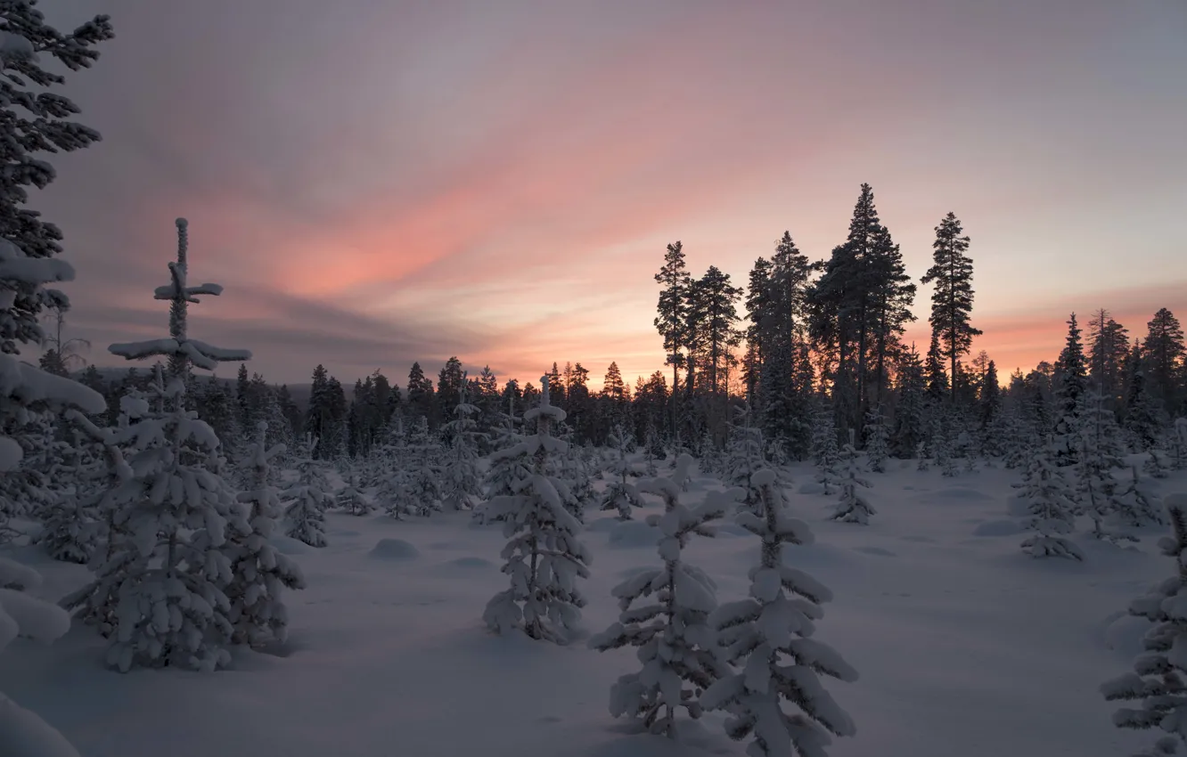 Фото обои зима, лес, снег, деревья, закат, Финляндия, Лапландия