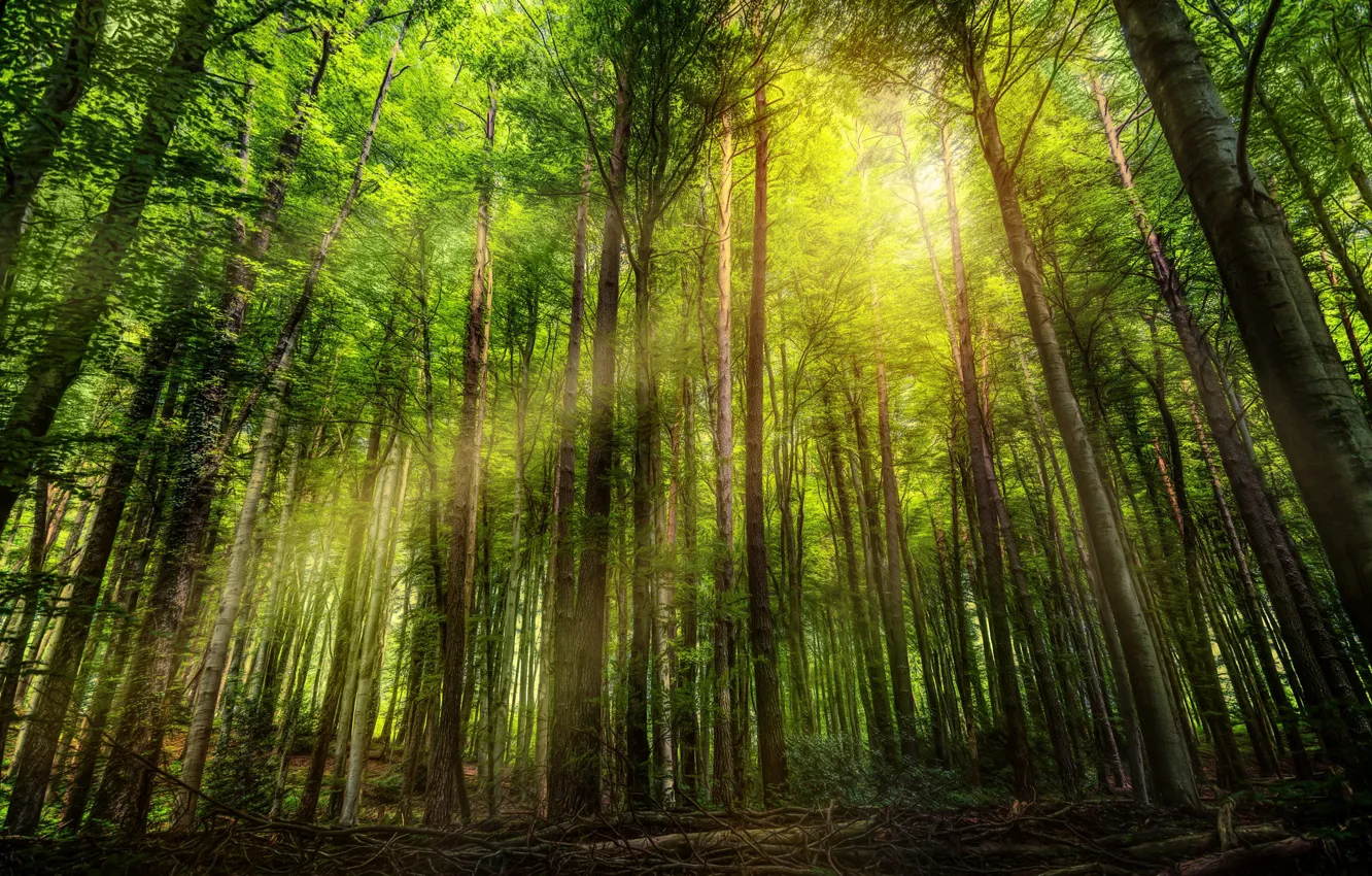 Фото обои лес, лучи, свет, деревья