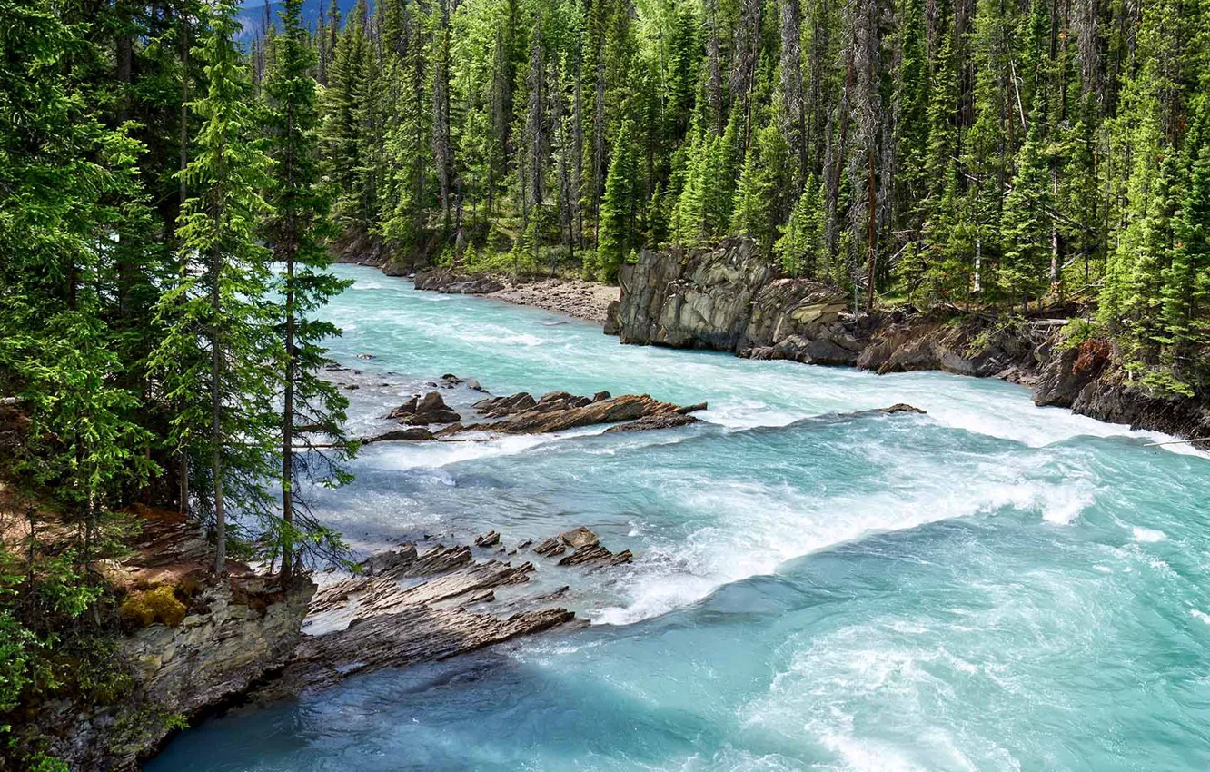 Фото обои лес, Канада, Kicking Horse River, Национальный парк Йохо, Кикинг-Хорс