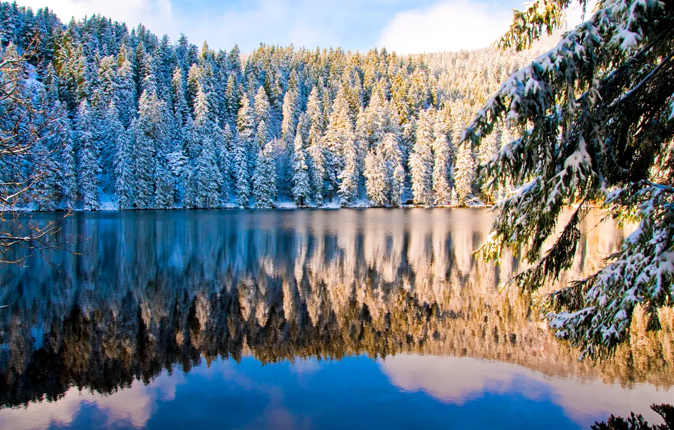 Фото обои зима, лес, небо, снег, деревья, озеро, ель