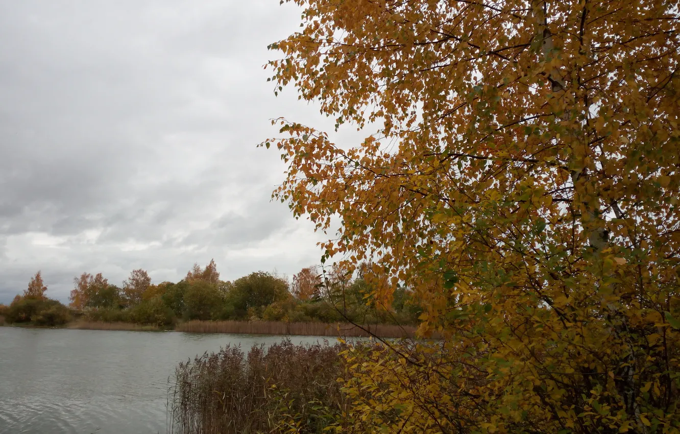 Фото обои осень, деревья, озеро, береза