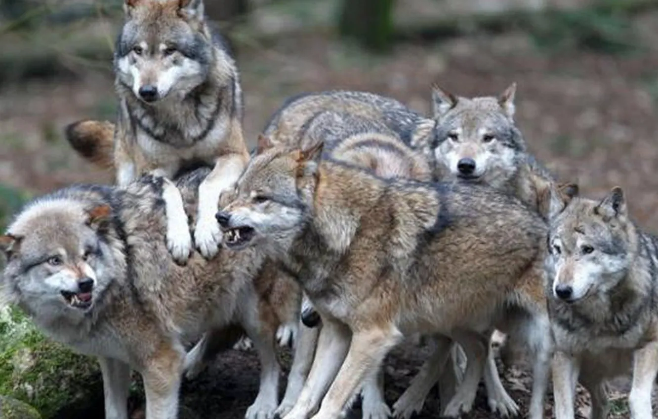 Фото обои animals, wild, pugnacious, futterneid, ......Pack Of Wolves