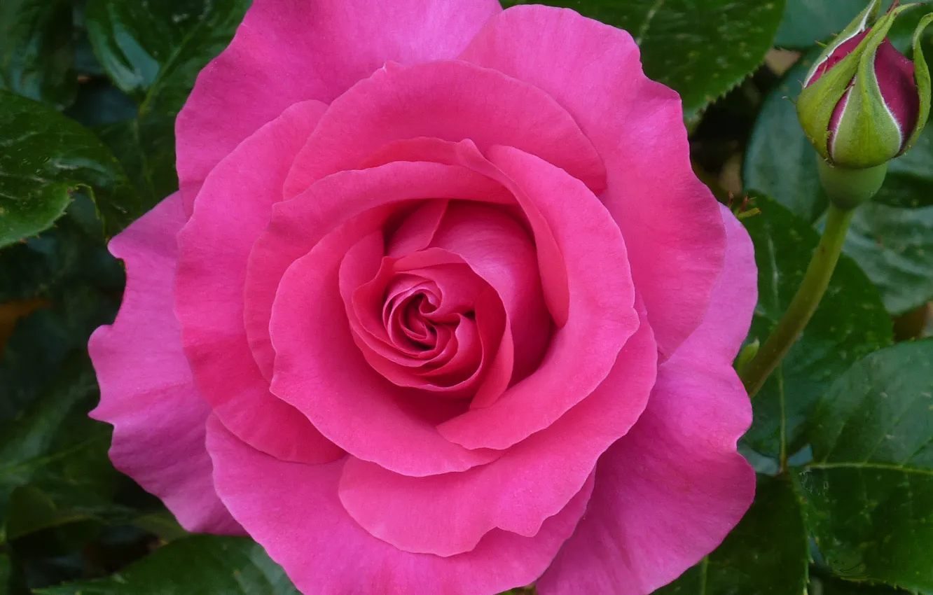 Фото обои Цветок, Розовая роза, Pink rose