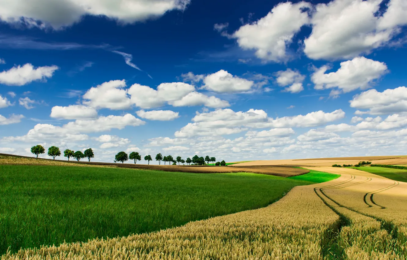 Фото обои поле, небо, облака, деревья, горизонт, ферма