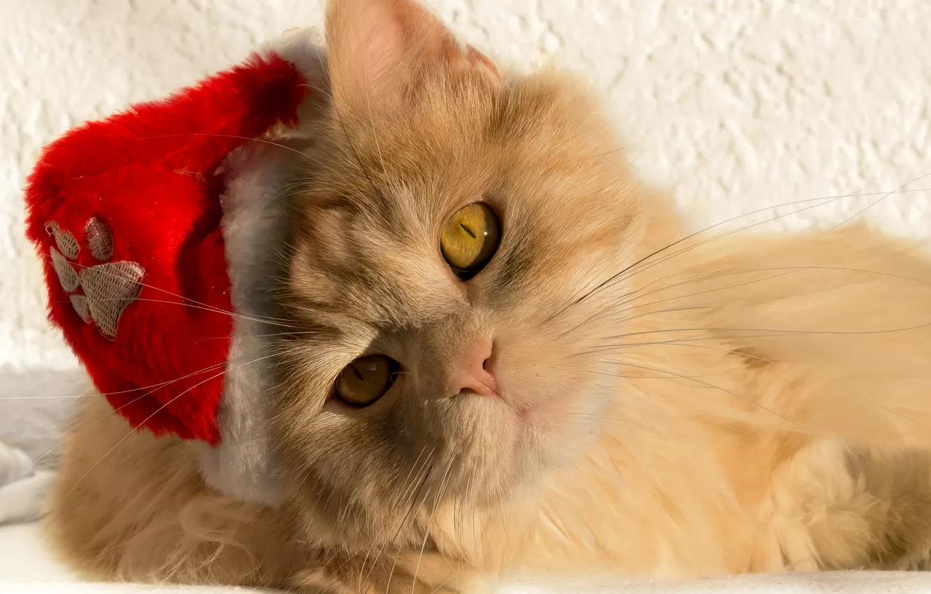 Фото обои кошка, кот, взгляд, мордочка, Санта, колпак, рыжий кот