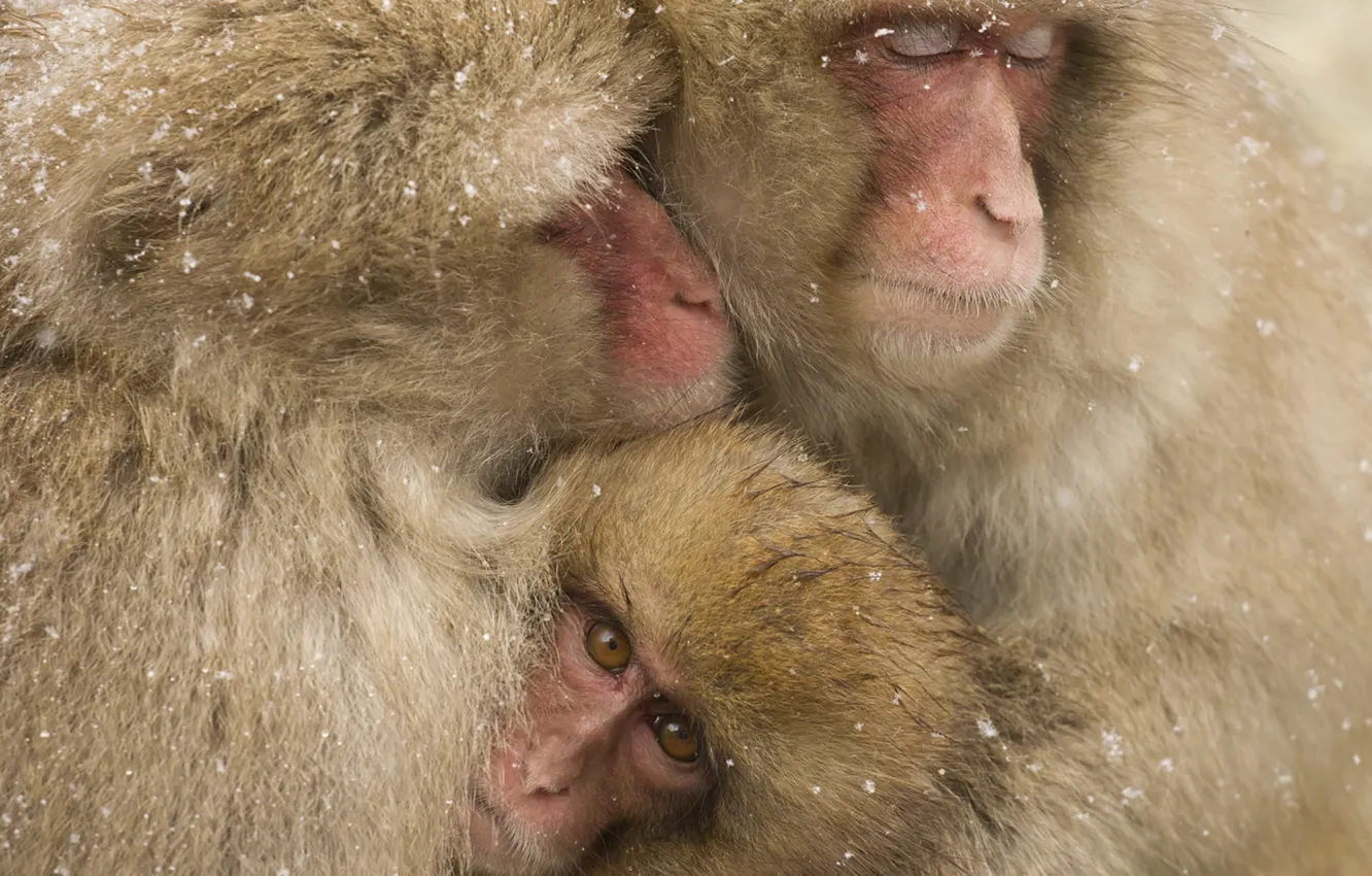 Фото обои winter, Family, wildlife, snowing, Snow monkeys
