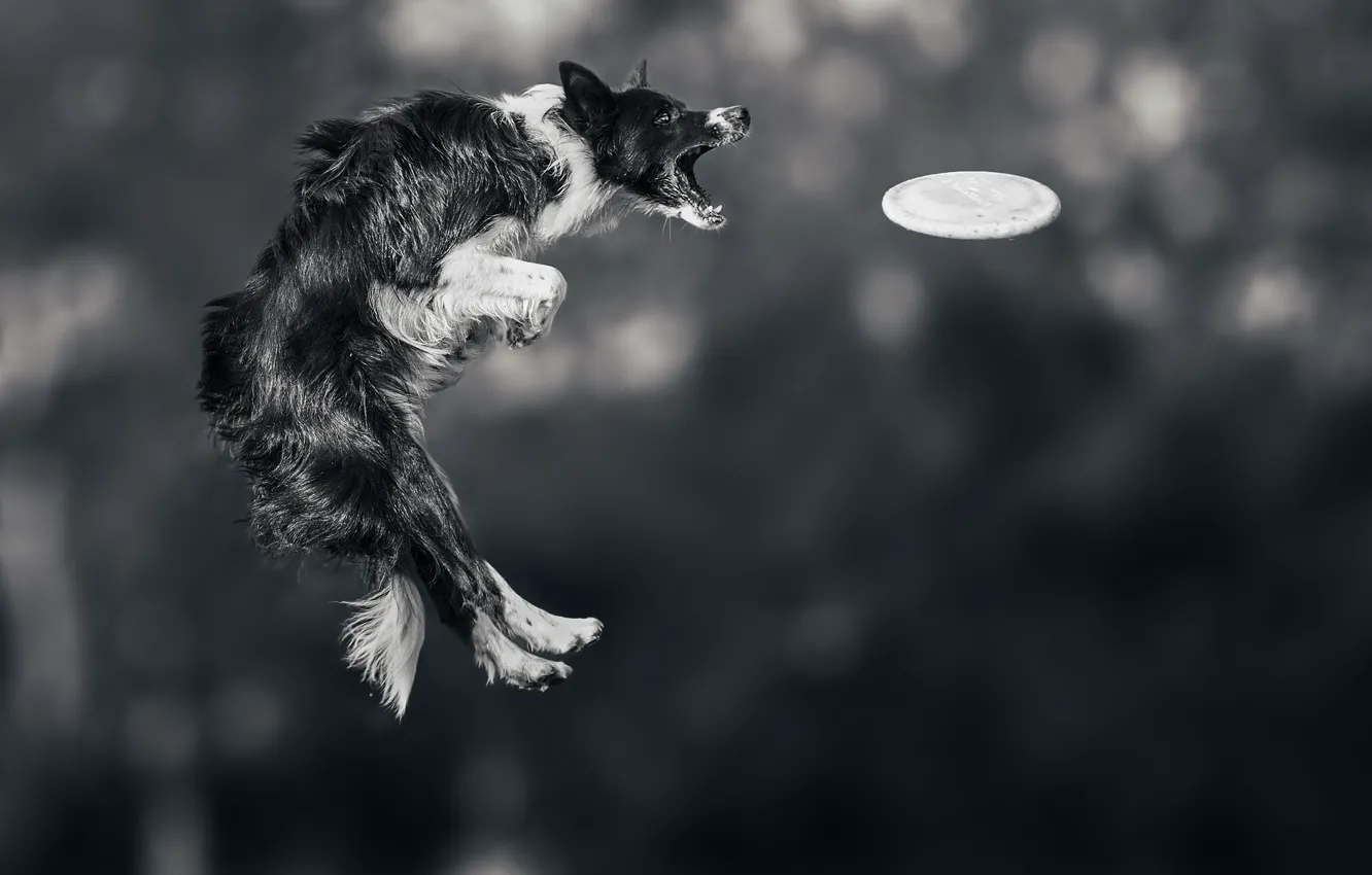 Фото обои прыжок, игра, собака