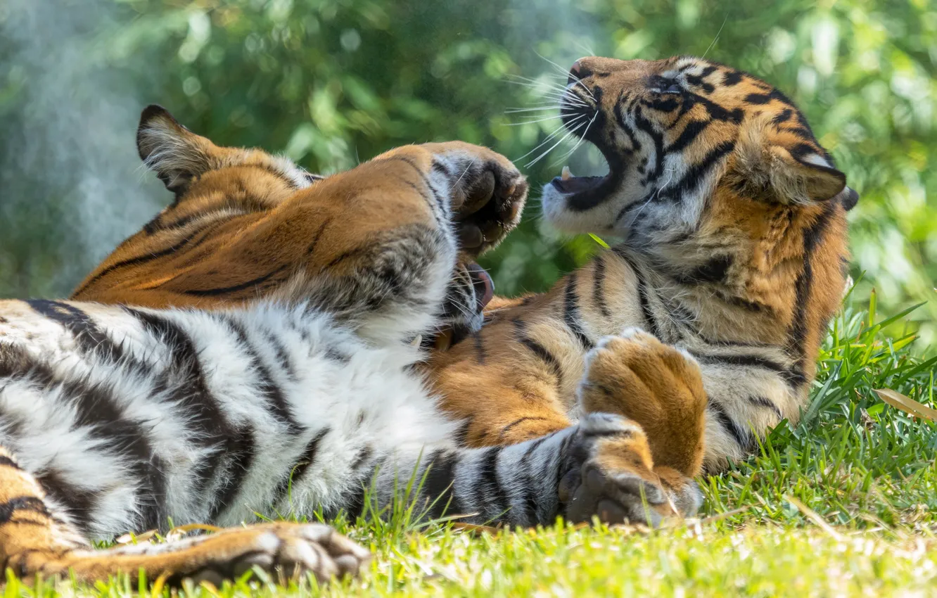 Фото обои тигр, поза, игра, лапы, пара, тигры, друзья, два