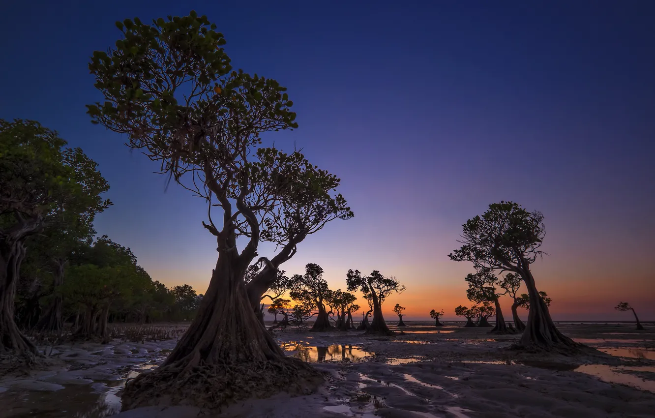 Фото обои деревья, вечер, отлив, Индонезия, зарево, Walakiri Beach