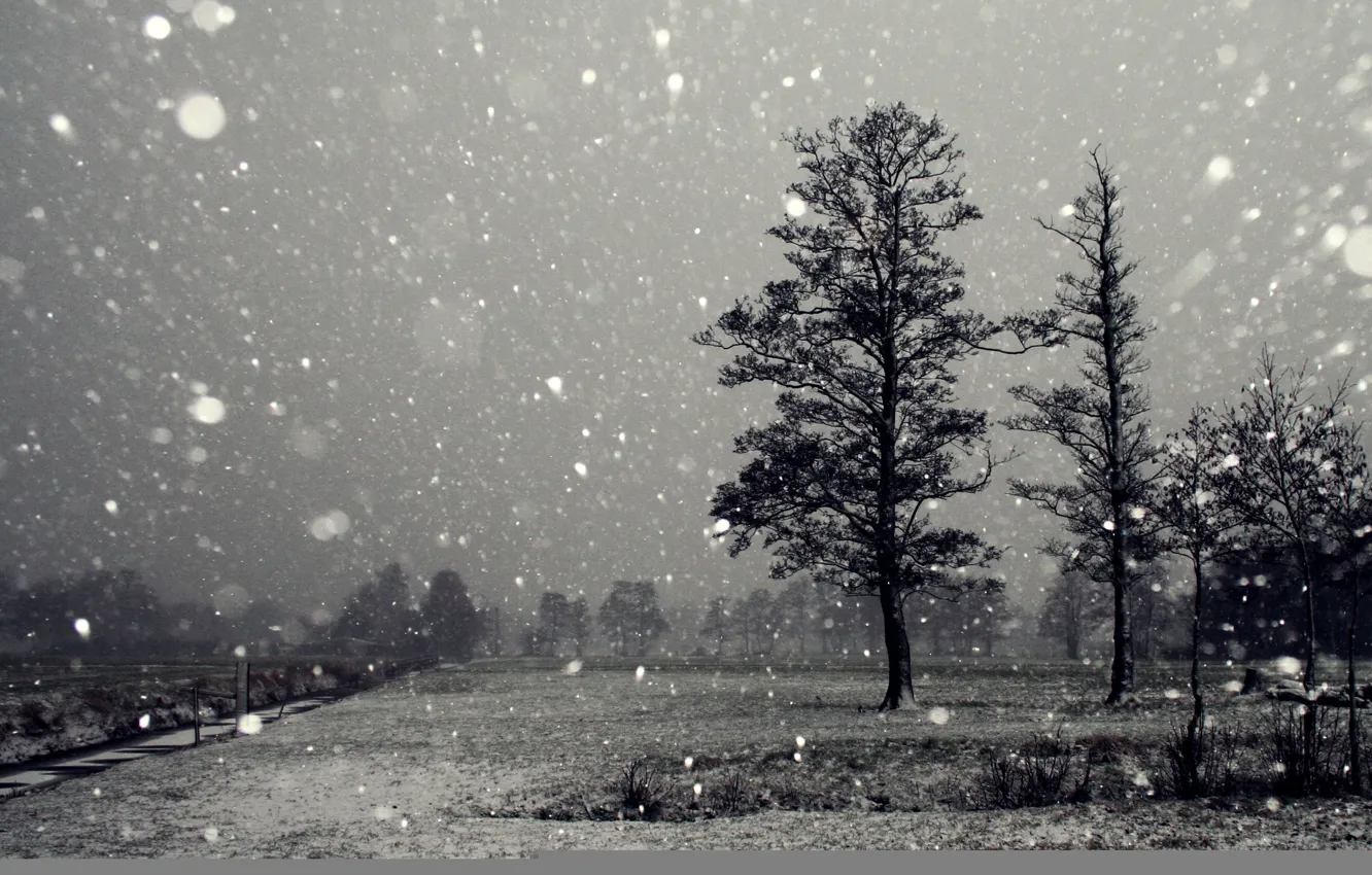 Фото обои зима, деревья, фото, чёрно-белое, снегопад