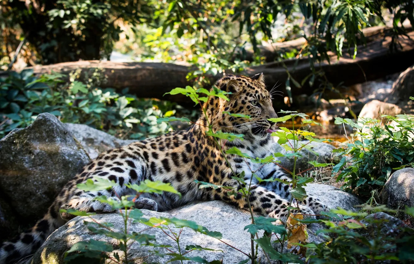 Фото обои заросли, отдых, хищник, лежит, дикая кошка, амурский леопард