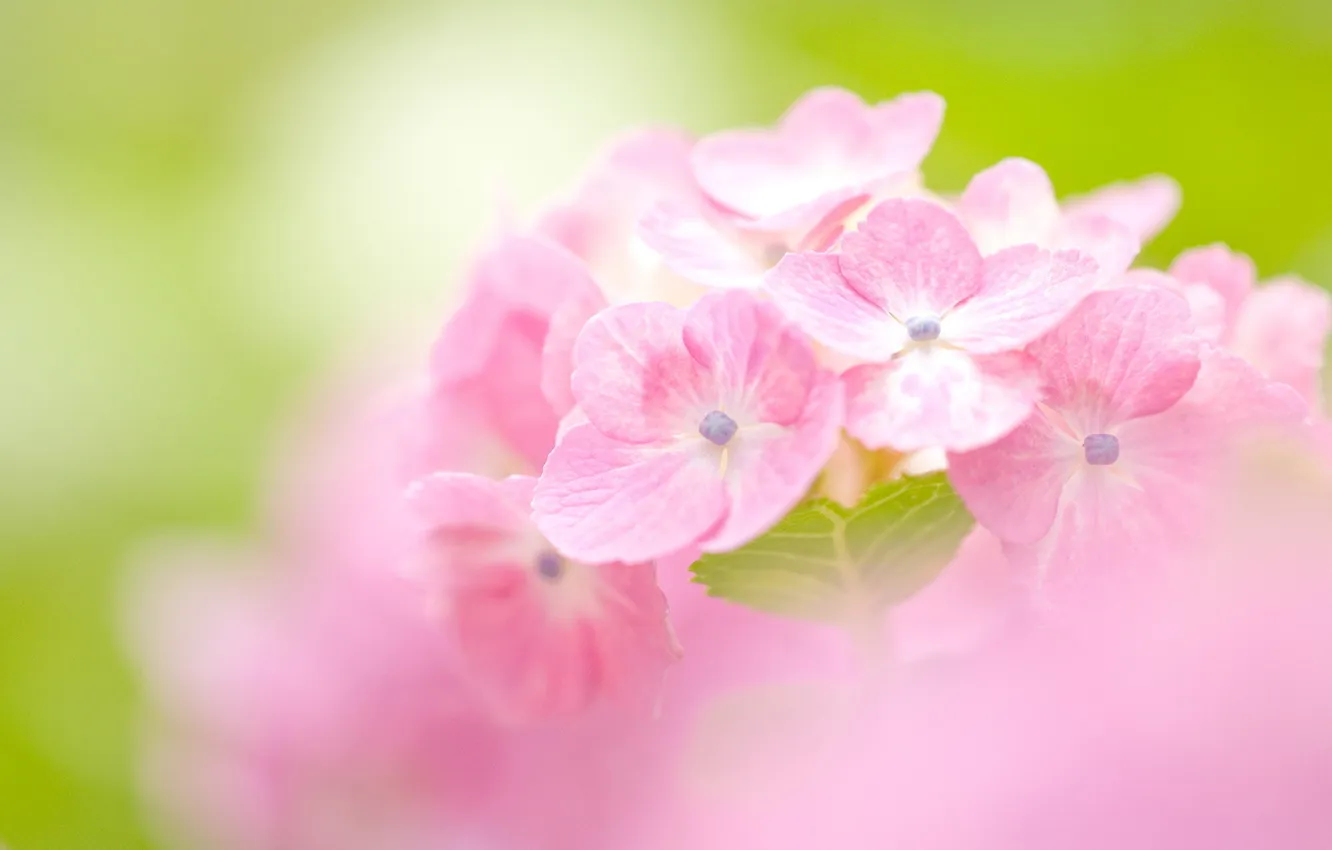 Фото обои цветы, размытость, розовые, гортензия