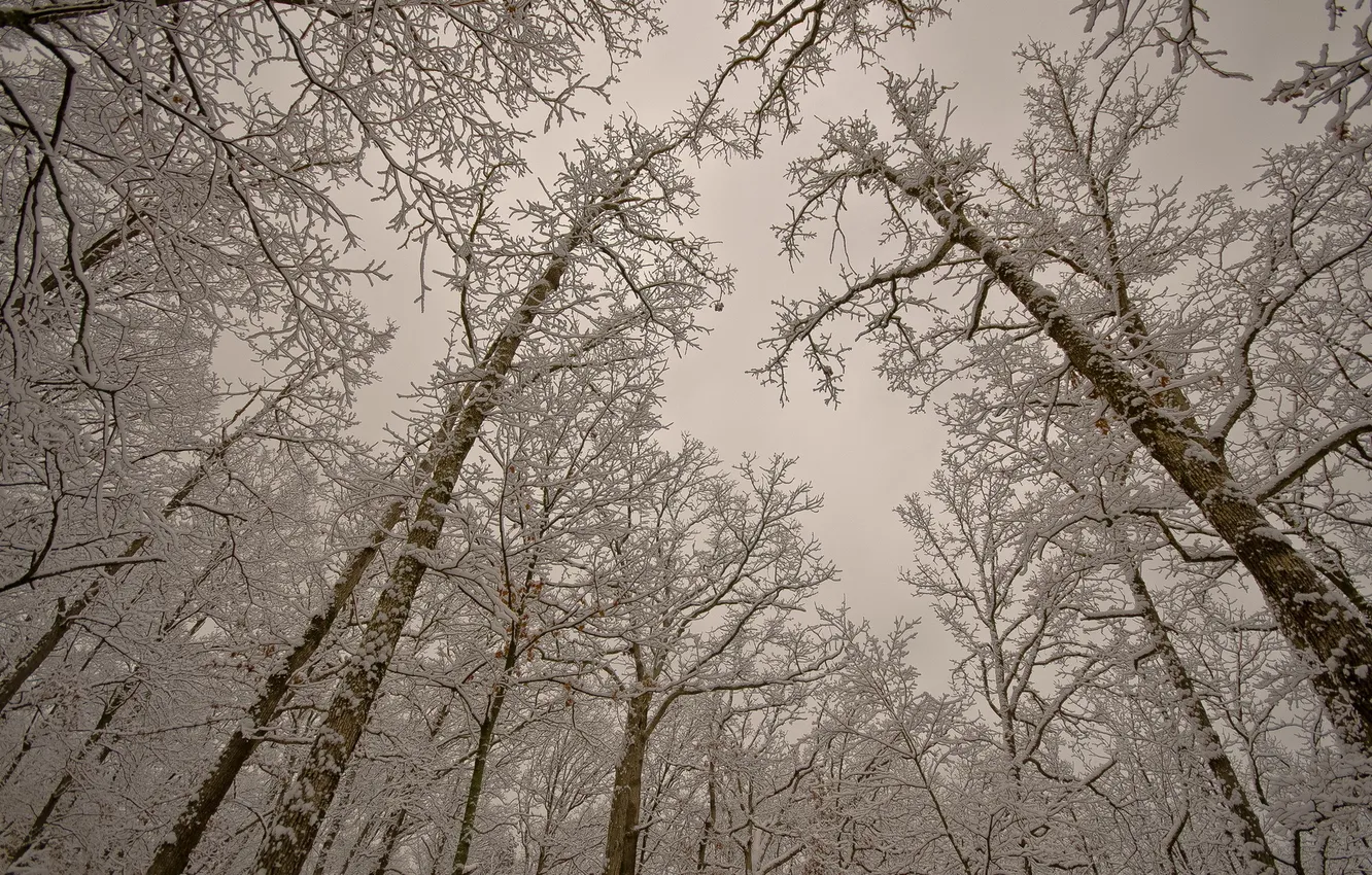 Фото обои зима, снег, деревья, природа