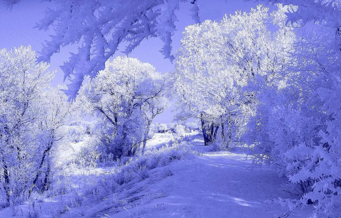 Фото обои лед, зима, иней, свет, снег, деревья, дом, тень