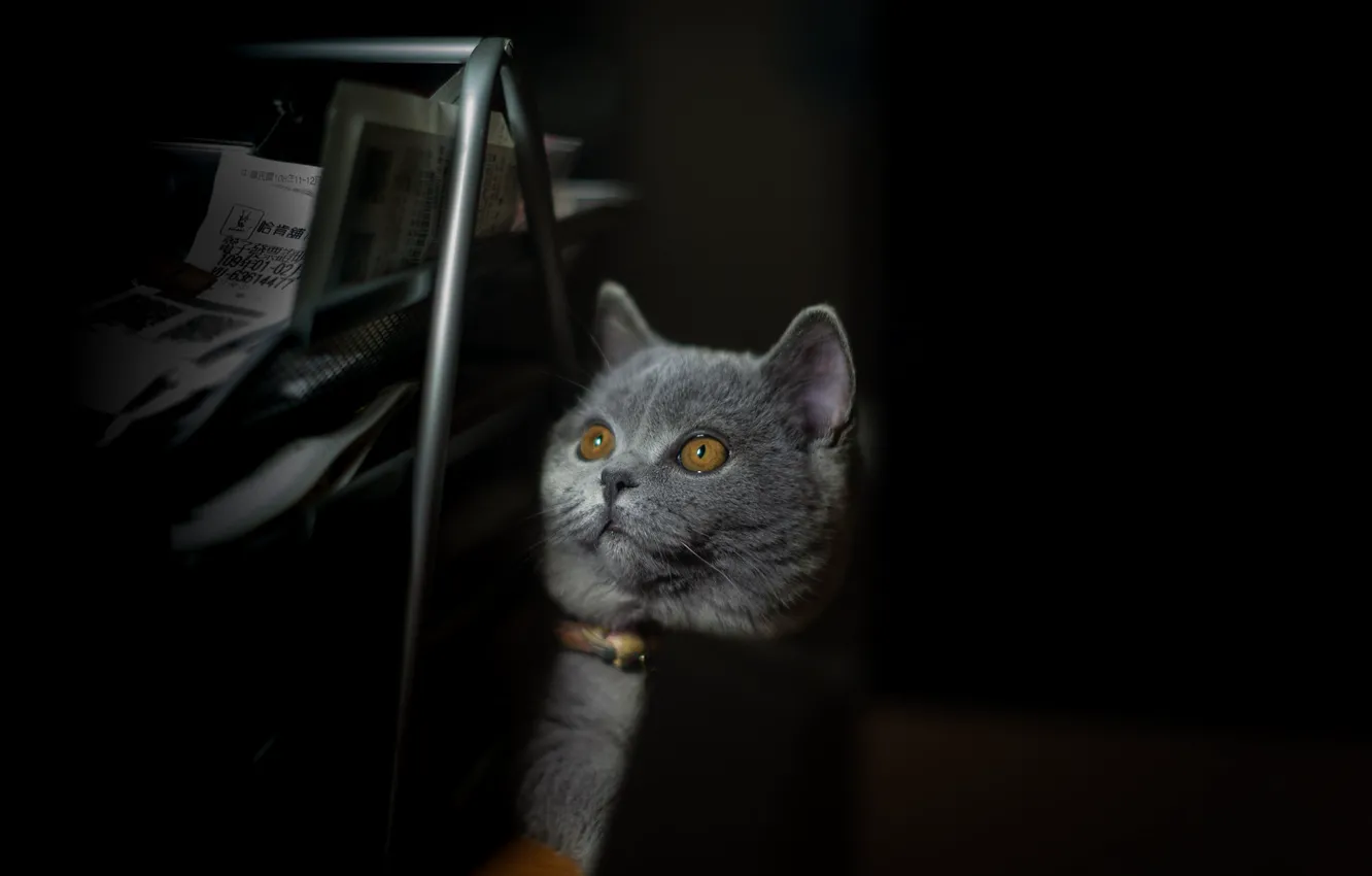 Фото обои кошка, кот, взгляд, поза, мордашка