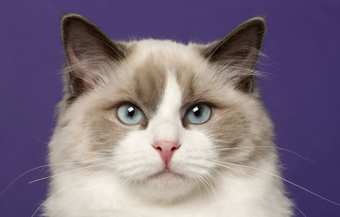 Фото обои кошка, кот, портрет, Рэгдолл