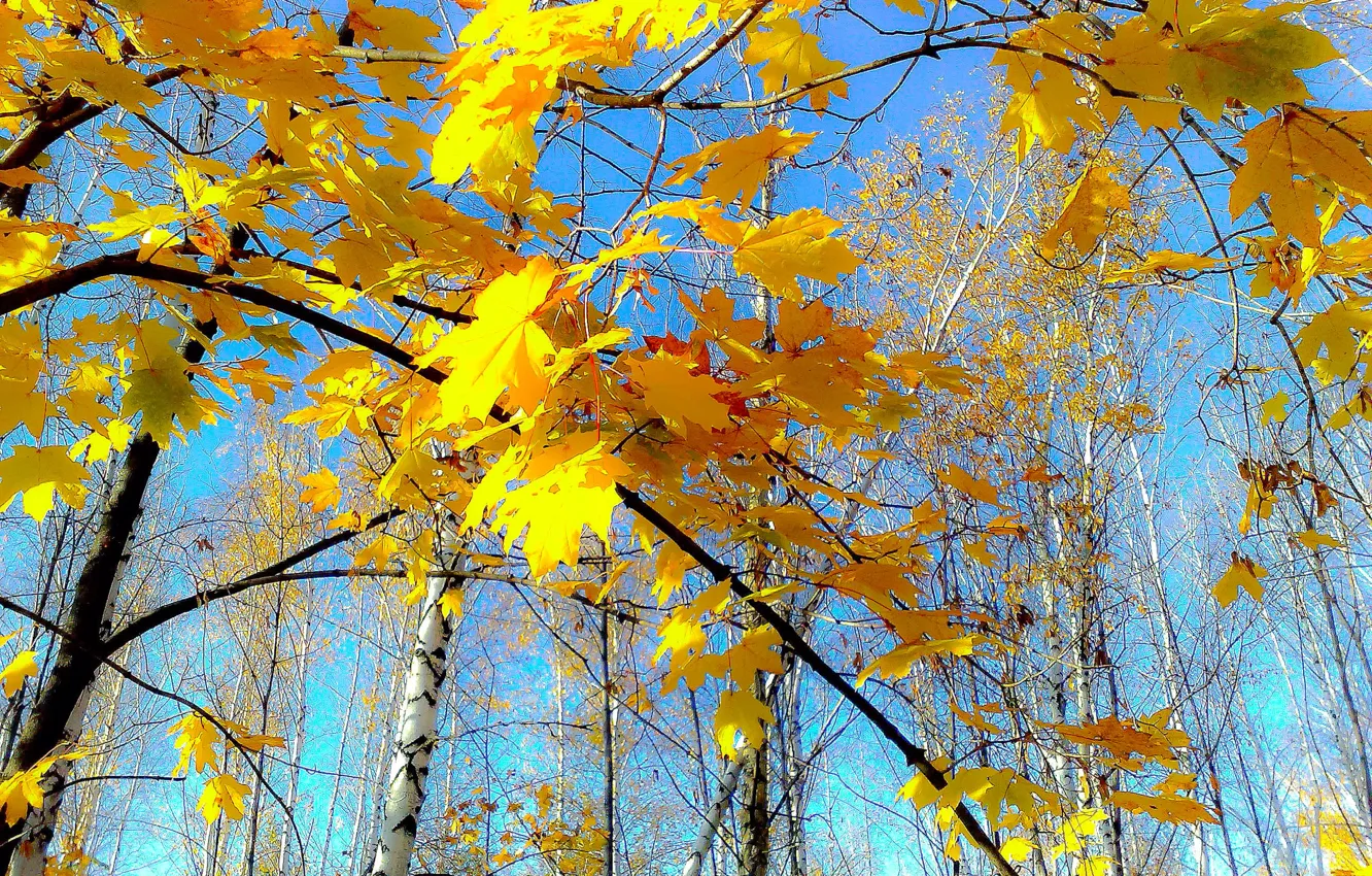 Фото обои осень, небо, желтые листья