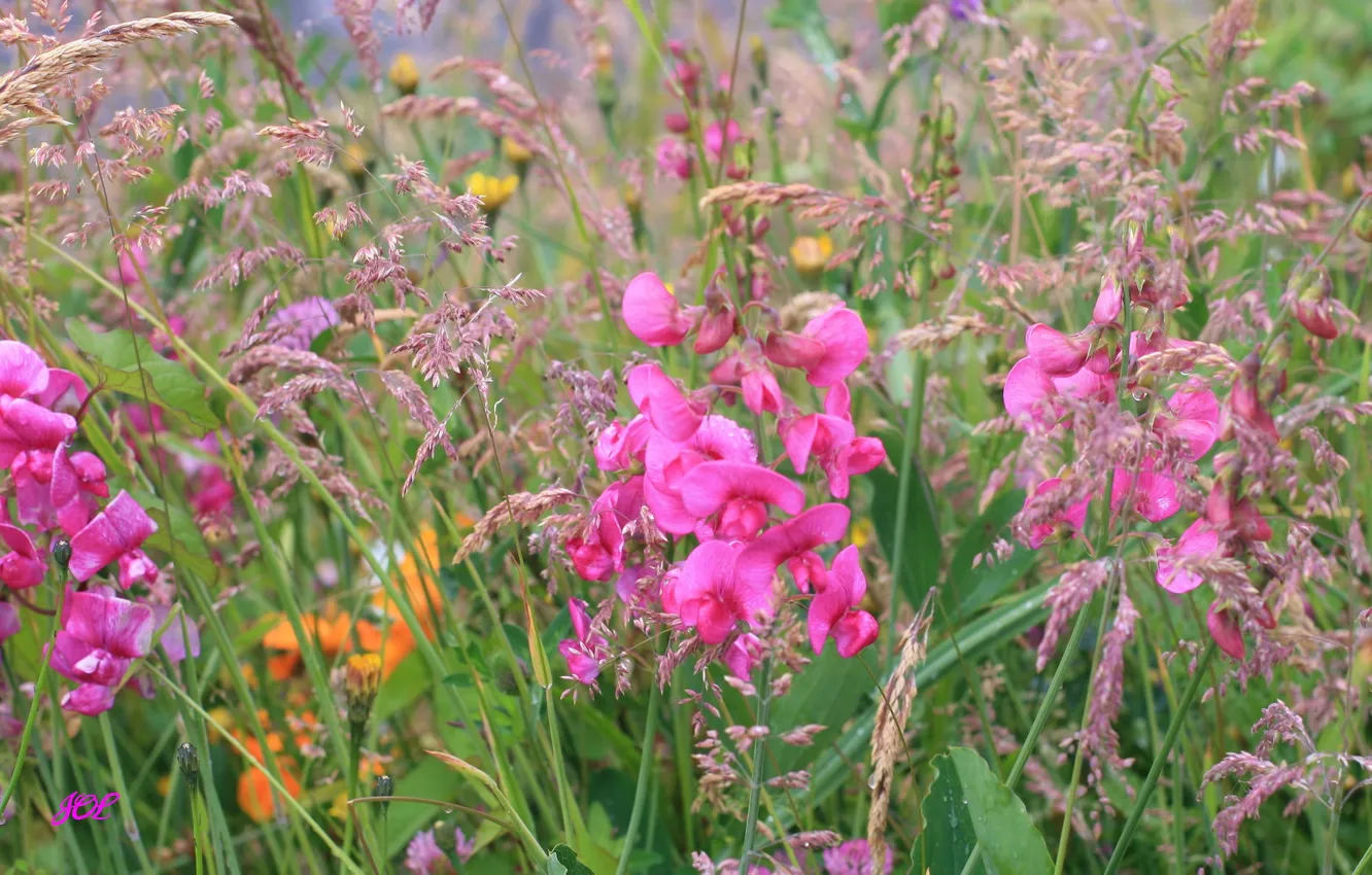 Фото обои поле, трава, цветы, растение, луг