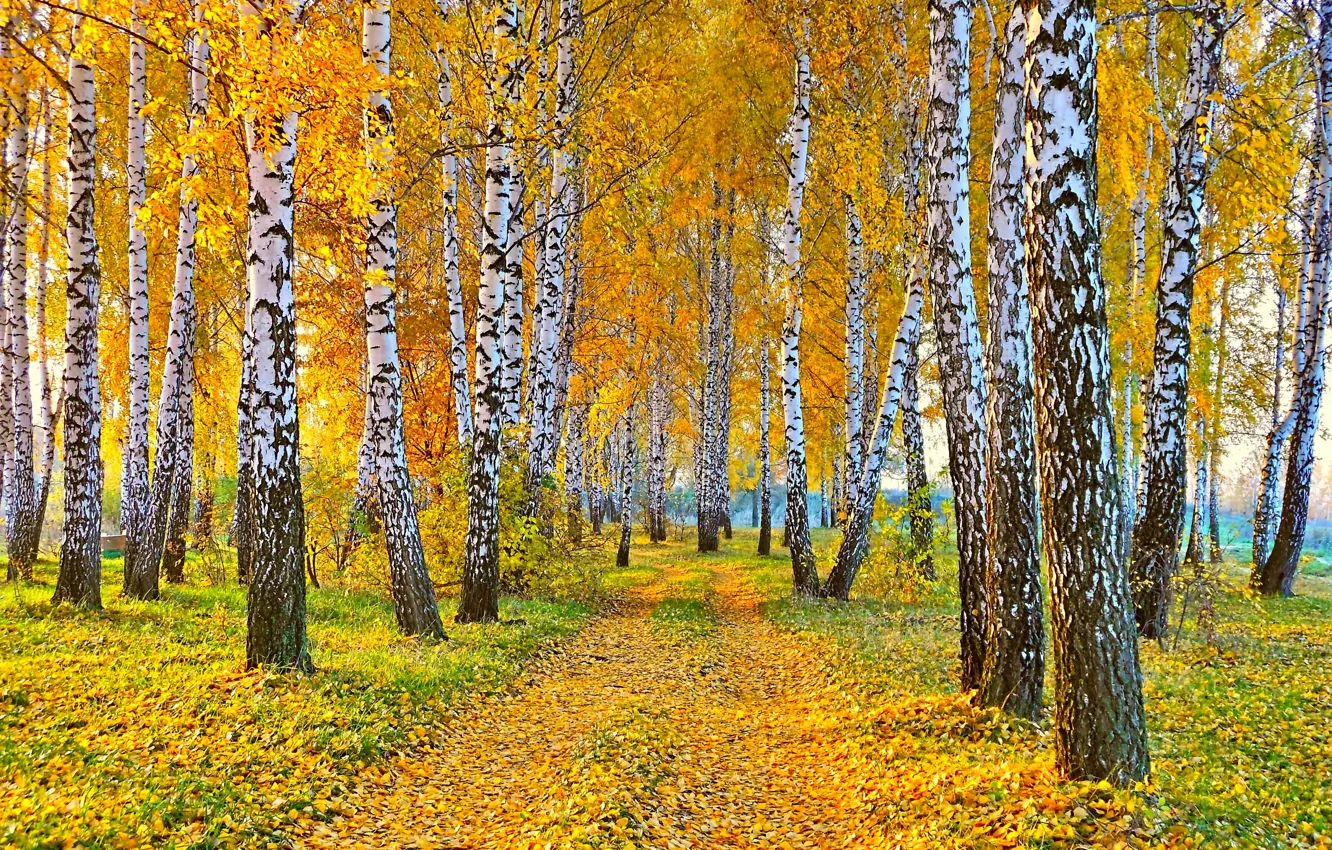 Фото обои дорога, осень, пейзаж, природа, желтые листья, березы