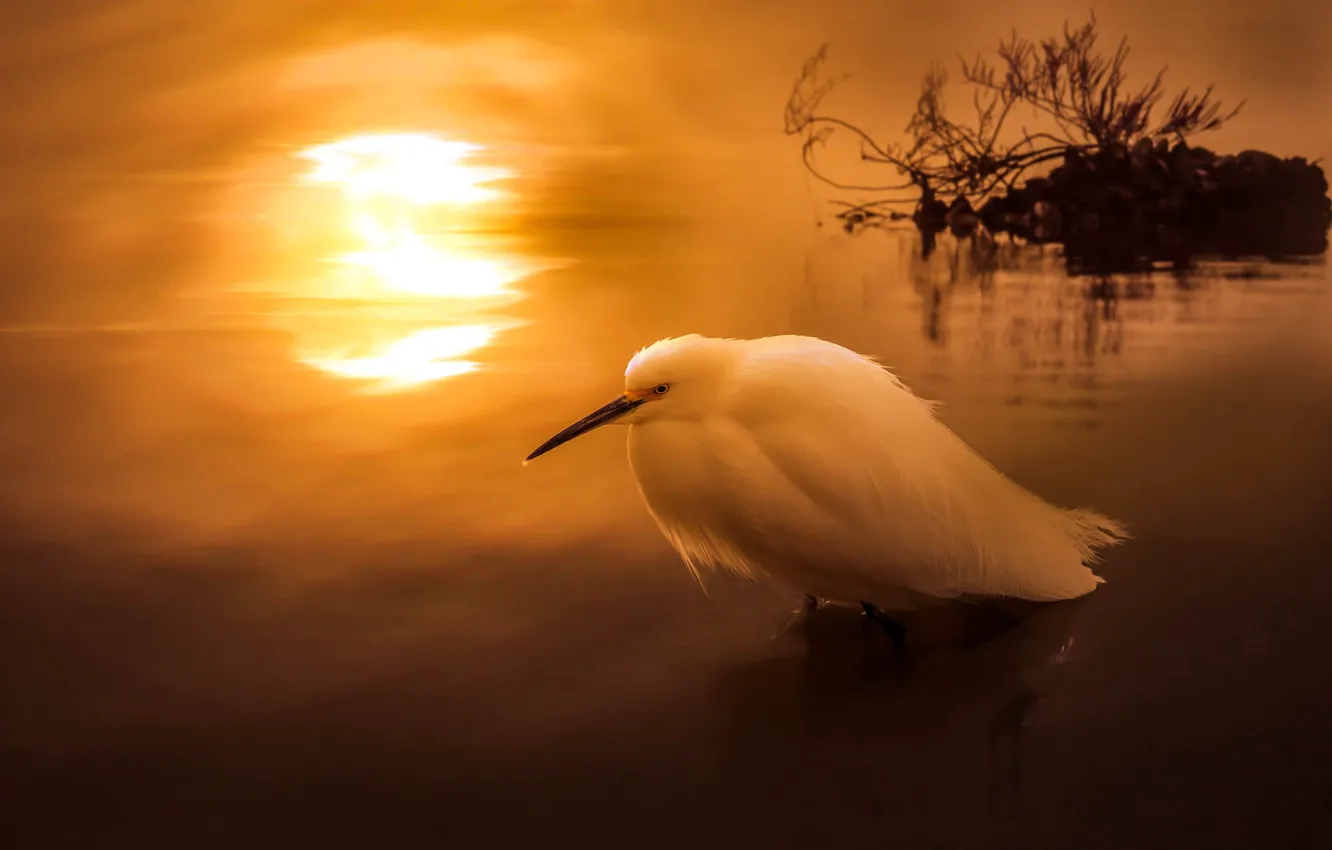 Фото обои закат, птица, водоем, цапля