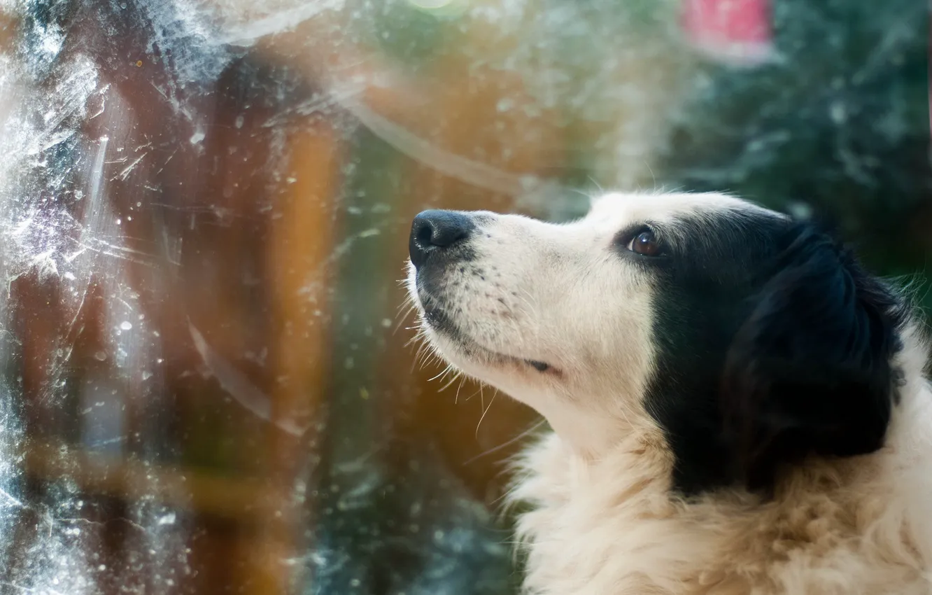 Фото обои фон, друг, собака