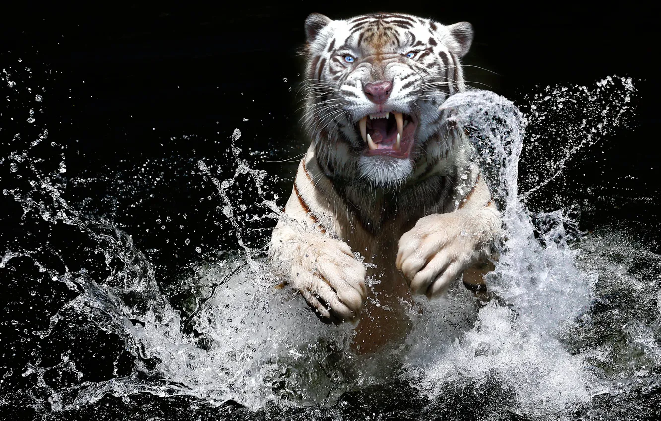 Фото обои белый, взгляд, морда, вода, брызги, тигр, темный фон, прыжок