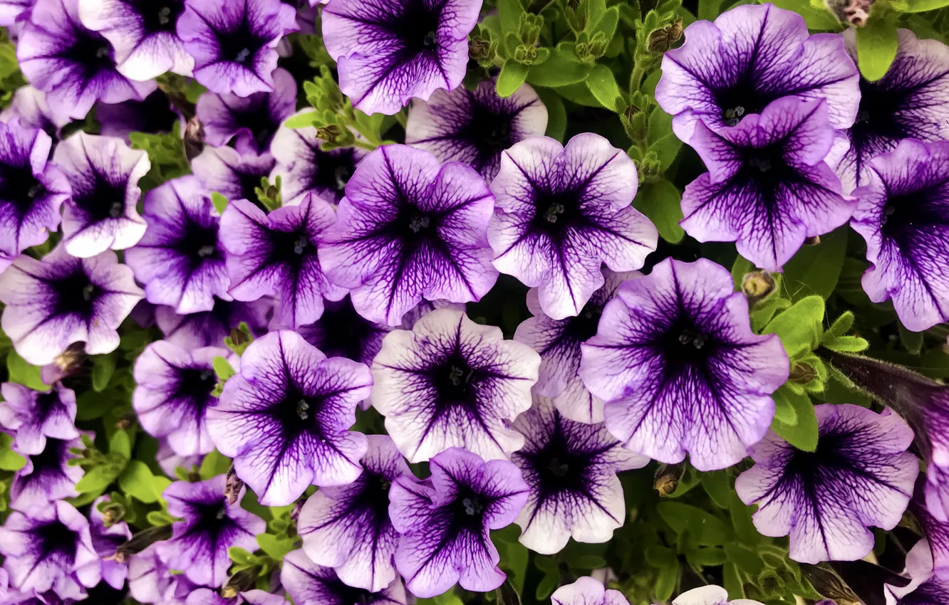 Фото обои цветы, фиолетовые, сиреневые, петунии
