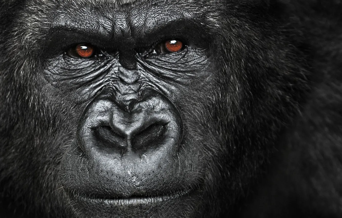 Фото обои gorilla, angry, herbivorous, great ape, Africa.face