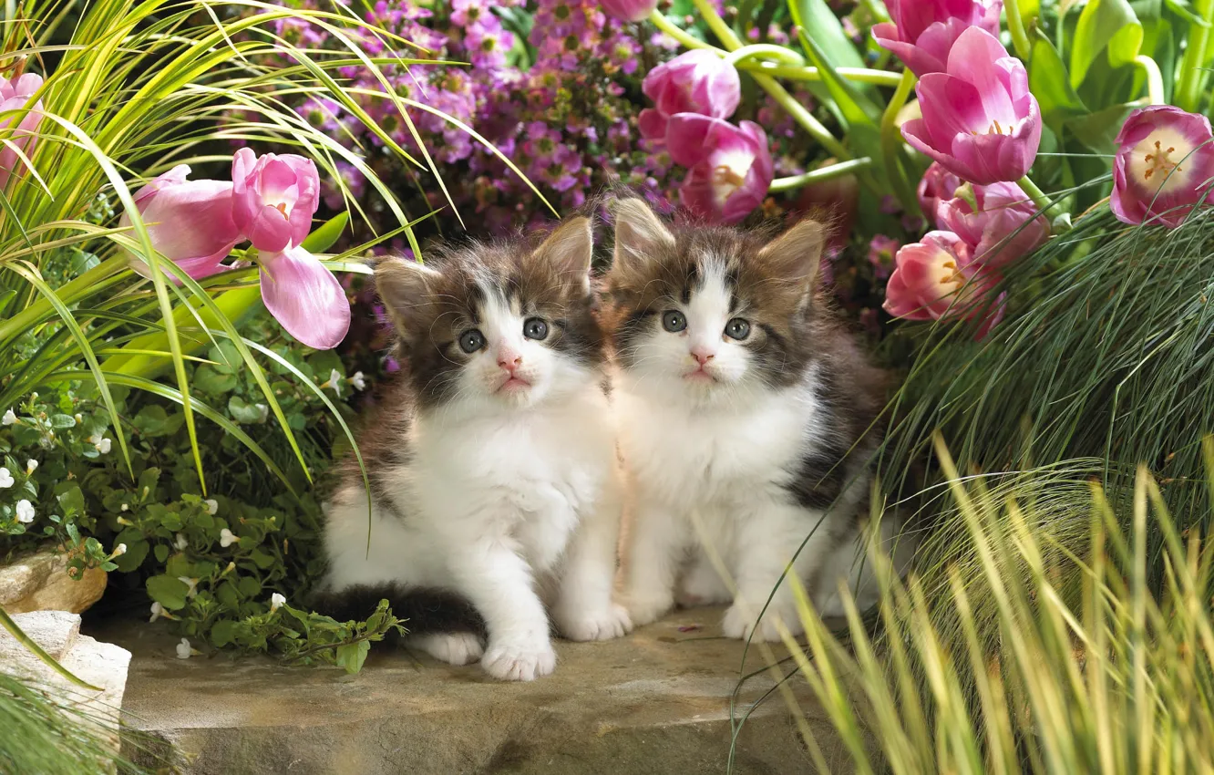 Фото обои зелень, животные, кошки, цветы, котята, тюльпаны, малыши