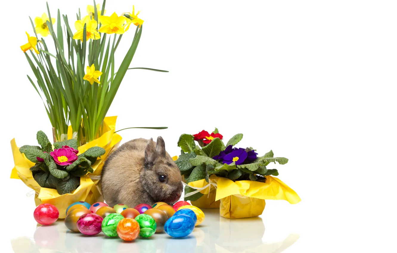 Фото обои цветы, яйцо, кролик, пасха, нарцисс, easter