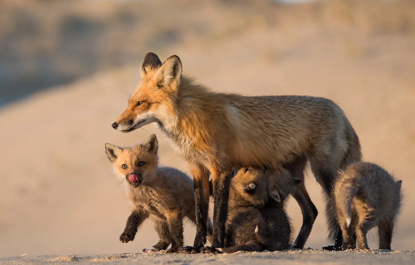 Фото обои природа, лисы, Mom and her babies