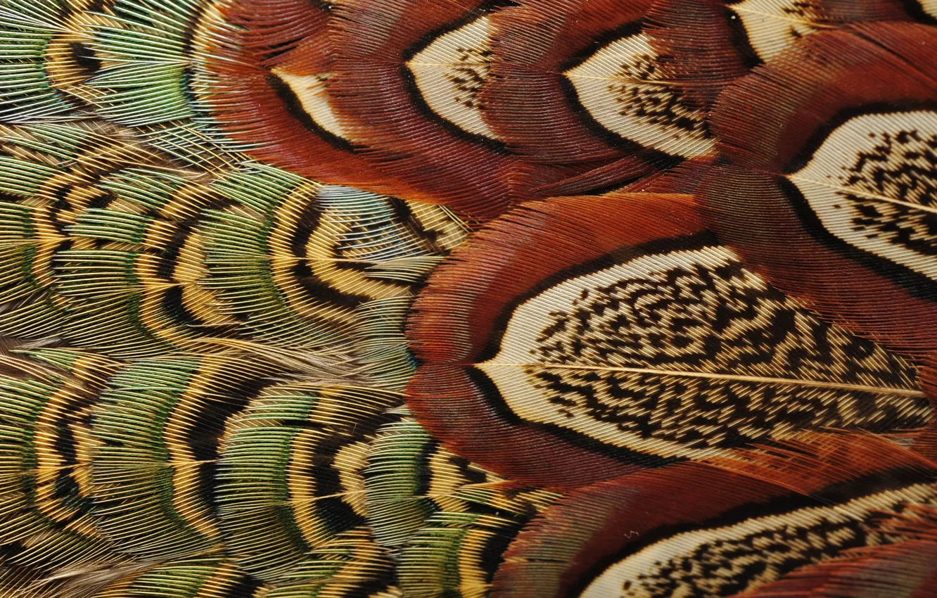 Фото обои птица, перья, окрас