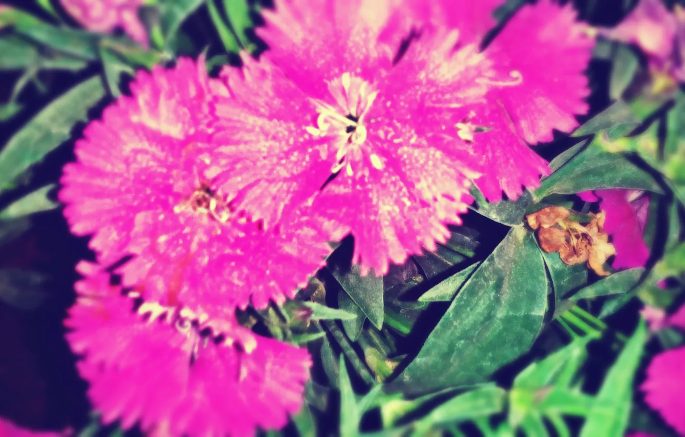 Фото обои flower, pink, purle