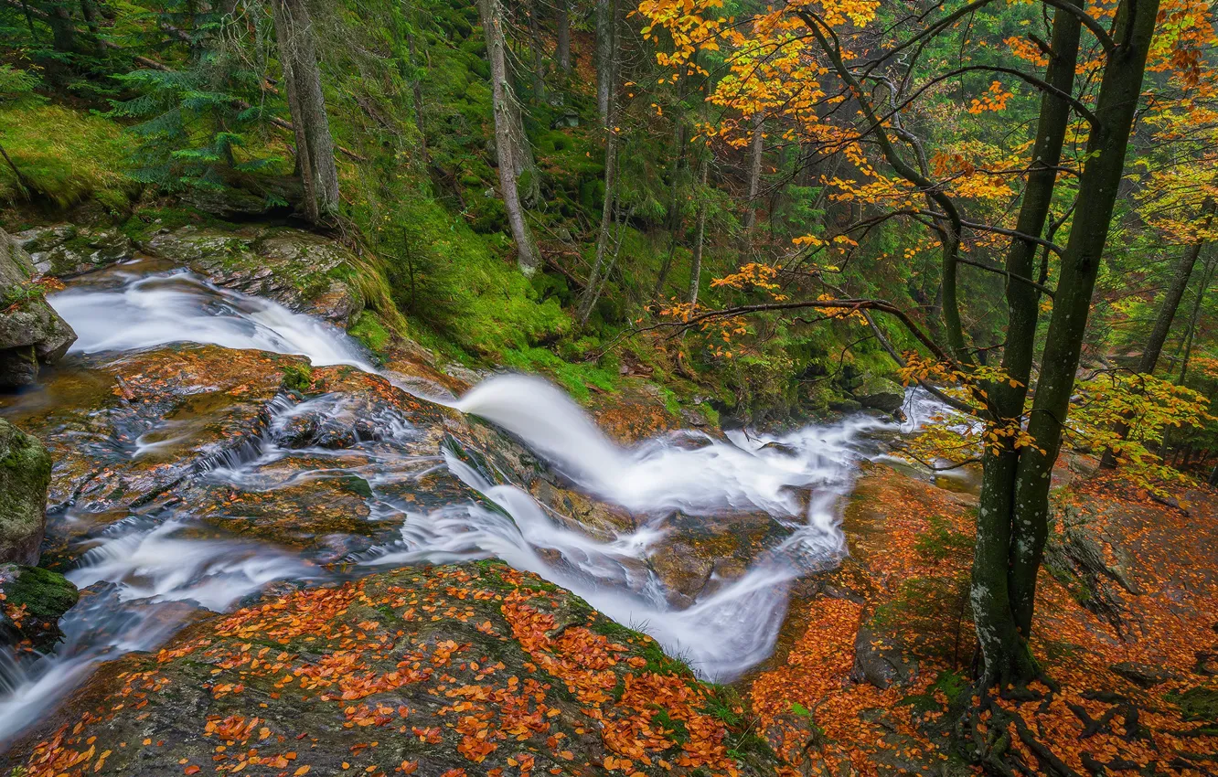 Фото обои осень, лес, деревья, водопад, Германия, Бавария, каскад, Germany