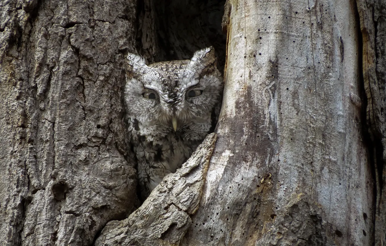 Фото обои деревья, сова, дупло