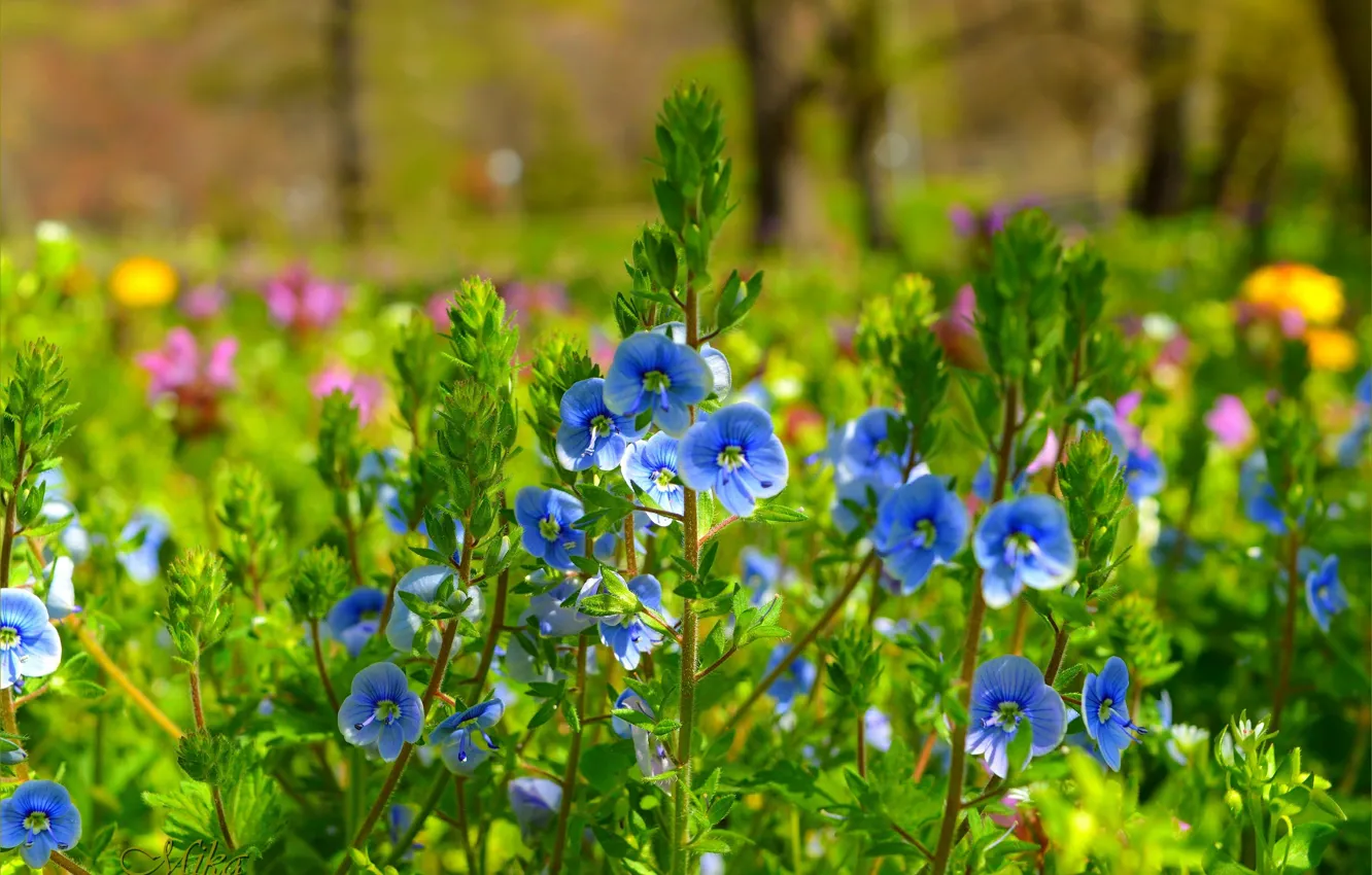 Фото обои Природа, Весна, Nature, Spring, Голубые цветы, Blue flowers, вероника дубравная