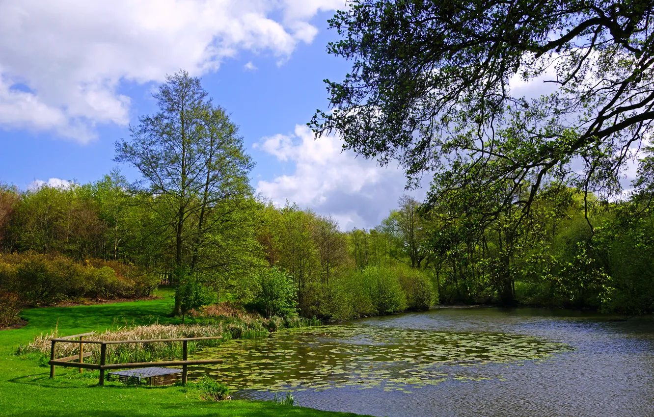 Фото обои зелень, трава, облака, деревья, ветки, пруд, камыши, Англия