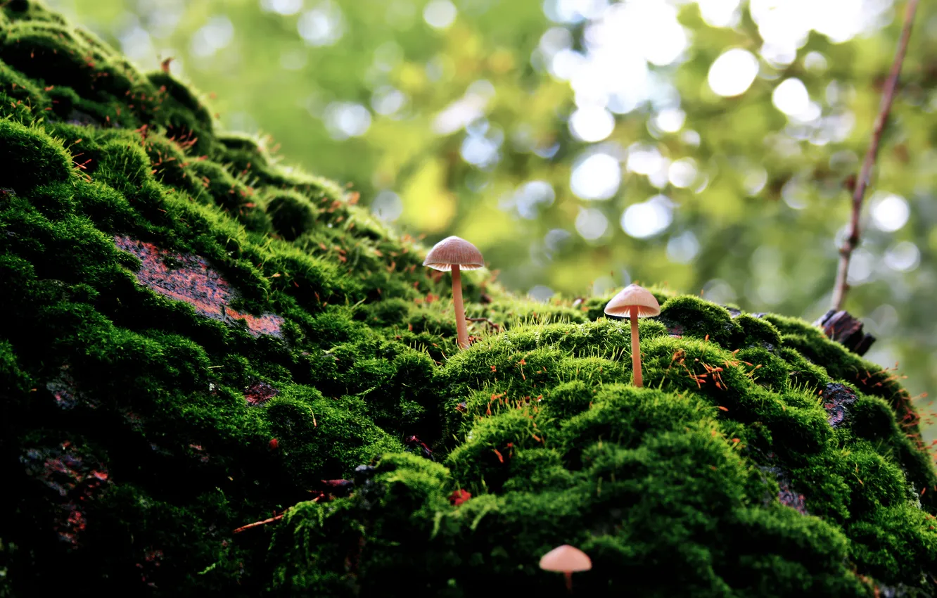 Фото обои природа, грибы, мох, зеленое