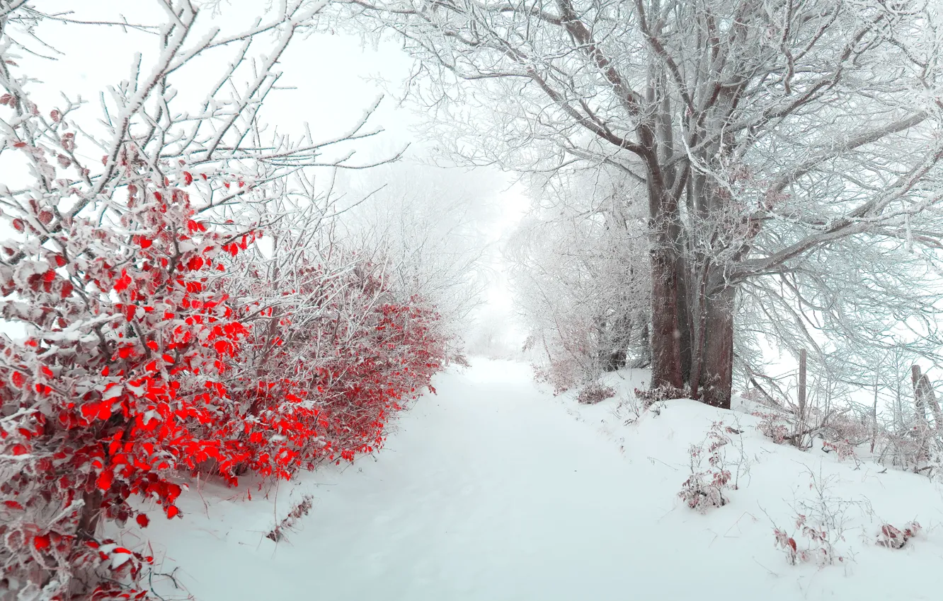 Фото обои зима, листья, снег, природа, туман, дерево, утро, красиво